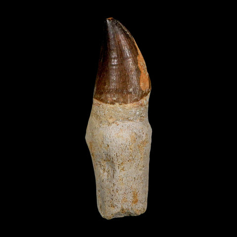 XL 4.1" Mosasaur Prognathodon Fossil Tooth Rooted Cretaceous Dinosaur Era COA - Fossil Age Minerals