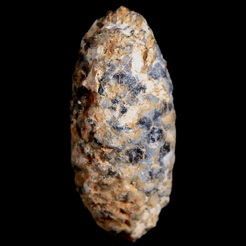 1.6" Fossil Pine Cone Equicalastrobus Replaced By Agate Eocene Age Seeds Fruit - Fossil Age Minerals