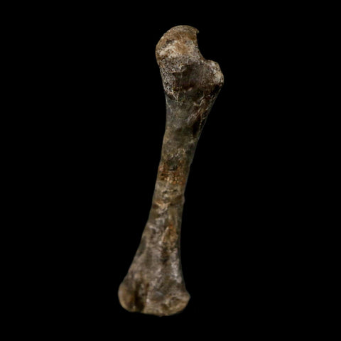 0.9" Captorhinus Aguti Fossil Femur Bone Permian Age Reptile 299 Mil Yrs Old Display COA - Fossil Age Minerals