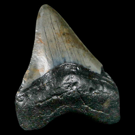 2.7" Quality Megalodon Shark Tooth Serrated Fossil Natural Miocene Age COA