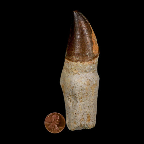 XL 4.1" Mosasaur Prognathodon Fossil Tooth Rooted Cretaceous Dinosaur Era COA - Fossil Age Minerals