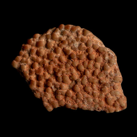 0.6" Megaloolithus Titanosaur Dinosaur Fossil Egg Shell Bouches Du Rhone France Display