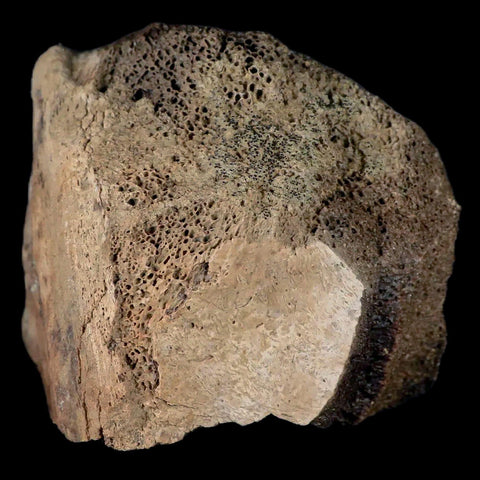 2.8" Centrosaurus Fossil Bone With Marrow Judith River Cretaceous Dinosaur MT COA - Fossil Age Minerals