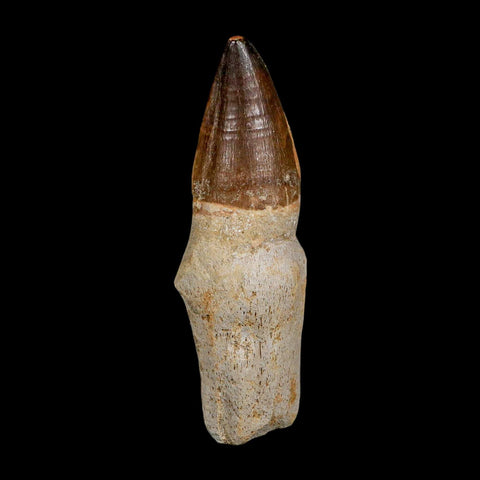 XL 4.1" Mosasaur Prognathodon Fossil Tooth Rooted Cretaceous Dinosaur Era COA - Fossil Age Minerals