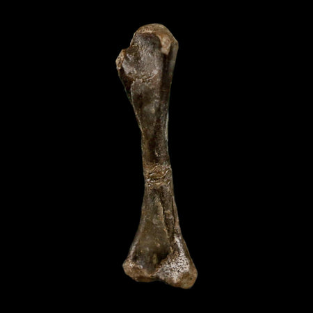 0.9" Captorhinus Aguti Fossil Femur Bone Permian Age Reptile 299 Mil Yrs Old Display COA