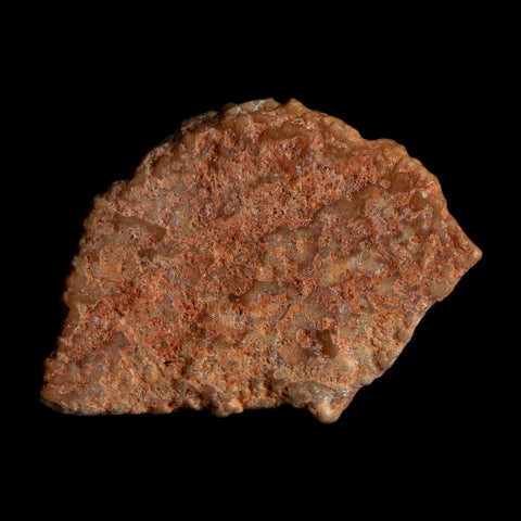 0.6" Megaloolithus Titanosaur Dinosaur Fossil Egg Shell Bouches Du Rhone France Display