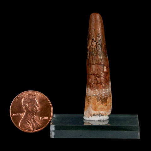 1.8" Spinosaurus Fossil Tooth 100 Million Years Old Cretaceous Dinosaur COA Stand