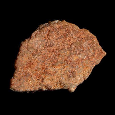 0.6" Megaloolithus Titanosaur Dinosaur Fossil Egg Shell Bouches Du Rhone France Display