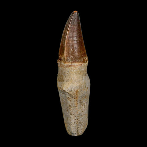 XL 4.1" Mosasaur Prognathodon Fossil Tooth Rooted Cretaceous Dinosaur Era COA - Fossil Age Minerals