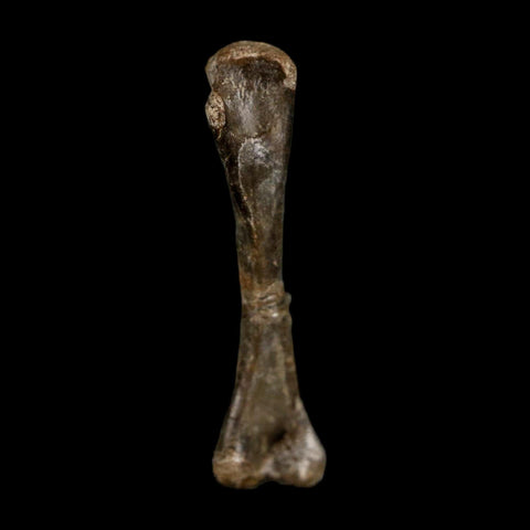 0.9" Captorhinus Aguti Fossil Femur Bone Permian Age Reptile 299 Mil Yrs Old Display COA - Fossil Age Minerals