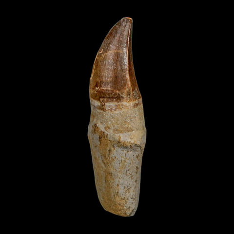 XL 4.1" Mosasaur Prognathodon Fossil Tooth Rooted Cretaceous Dinosaur Era COA - Fossil Age Minerals