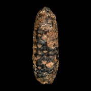 XL 2.1" Fossil Pine Cone Equicalastrobus Replaced By Agate Eocene Age Seeds Fruit