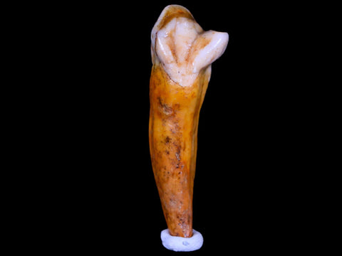 1.7" Extinct Cave Bear Ursus Spelaeus Incisor Tooth Rooted Pleistocene Age COA, Stand - Fossil Age Minerals