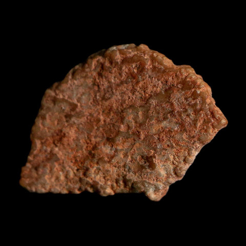 0.6" Megaloolithus Titanosaur Dinosaur Fossil Egg Shell Bouches Du Rhone France Display