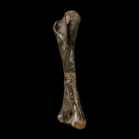 0.9" Captorhinus Aguti Fossil Femur Bone Permian Age Reptile 299 Mil Yrs Old Display COA - Fossil Age Minerals