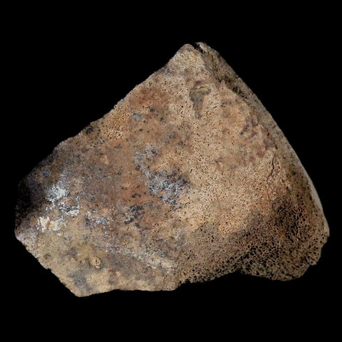 2.8" Centrosaurus Fossil Bone With Marrow Judith River Cretaceous Dinosaur MT COA - Fossil Age Minerals