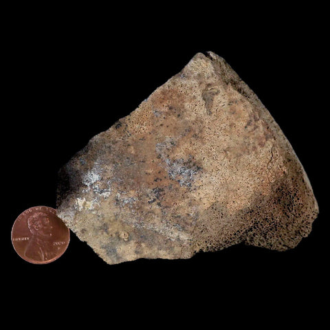 2.8" Centrosaurus Fossil Bone With Marrow Judith River Cretaceous Dinosaur MT COA - Fossil Age Minerals