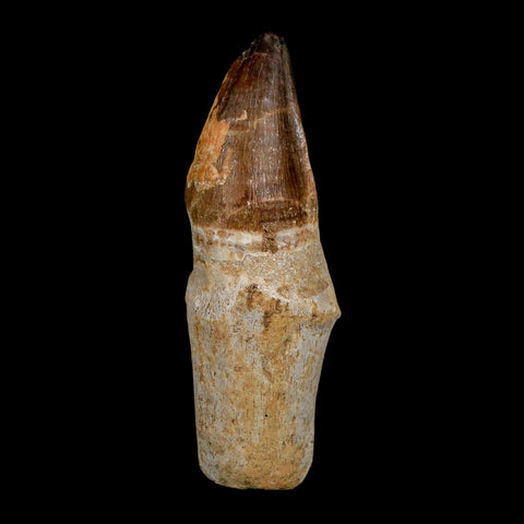XL 4.1" Mosasaur Prognathodon Fossil Tooth Rooted Cretaceous Dinosaur Era COA - Fossil Age Minerals