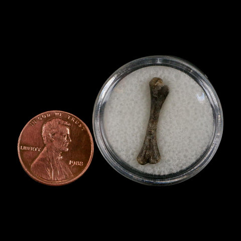 0.9" Captorhinus Aguti Fossil Femur Bone Permian Age Reptile 299 Mil Yrs Old Display COA - Fossil Age Minerals