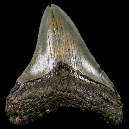 2.8" Quality Megalodon Shark Tooth Serrated Fossil Natural Miocene Age COA