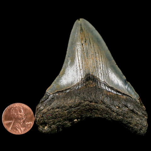 2.8" Quality Megalodon Shark Tooth Serrated Fossil Natural Miocene Age COA - Fossil Age Minerals