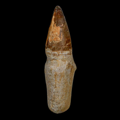 XL 4.1" Mosasaur Prognathodon Fossil Tooth Rooted Cretaceous Dinosaur Era COA - Fossil Age Minerals