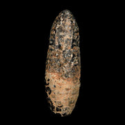 XXL 2.6" Fossil Pine Cone Equicalastrobus Replaced By Agate Eocene Age Seeds Fruit