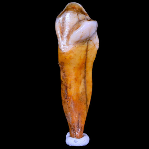 1.7" Extinct Cave Bear Ursus Spelaeus Incisor Tooth Rooted Pleistocene Age COA, Stand - Fossil Age Minerals