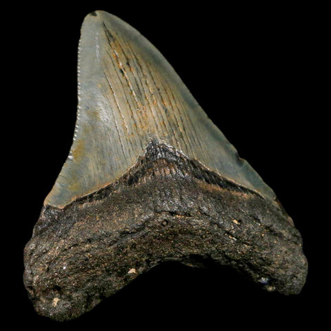 2.8" Quality Megalodon Shark Tooth Serrated Fossil Natural Miocene Age COA - Fossil Age Minerals