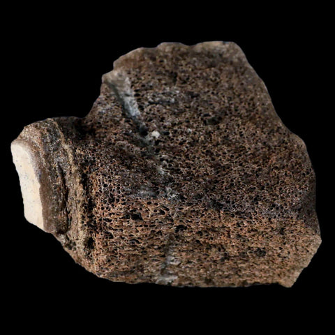 2.8" Centrosaurus Fossil Bone With Marrow Judith River Cretaceous Dinosaur MT COA - Fossil Age Minerals