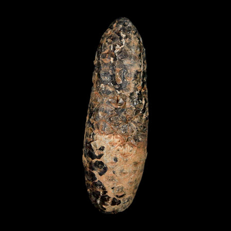 XXL 2.6" Fossil Pine Cone Equicalastrobus Replaced By Agate Eocene Age Seeds Fruit