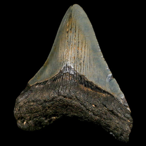 2.8" Quality Megalodon Shark Tooth Serrated Fossil Natural Miocene Age COA - Fossil Age Minerals