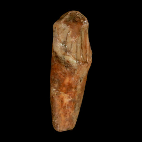 2" Extinct Cave Bear Ursus Spelaeus Incisor Tooth Rooted Pleistocene Age COA, Stand