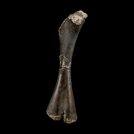 0.8" Captorhinus Aguti Fossil Femur Bone Permian Age Reptile 299 Mil Yrs Old Display COA