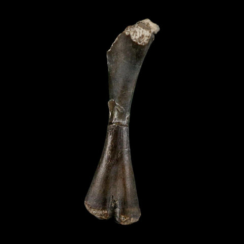 0.8" Captorhinus Aguti Fossil Femur Bone Permian Age Reptile 299 Mil Yrs Old Display COA - Fossil Age Minerals