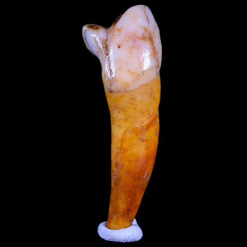 1.7" Extinct Cave Bear Ursus Spelaeus Incisor Tooth Rooted Pleistocene Age COA, Stand - Fossil Age Minerals
