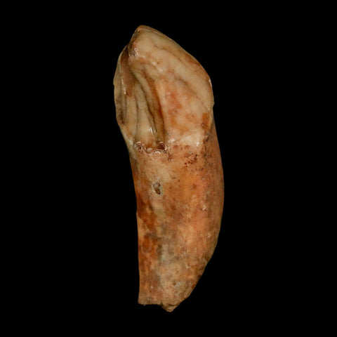 2" Extinct Cave Bear Ursus Spelaeus Incisor Tooth Rooted Pleistocene Age COA, Stand