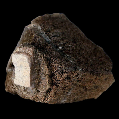 2.8" Centrosaurus Fossil Bone With Marrow Judith River Cretaceous Dinosaur MT COA - Fossil Age Minerals