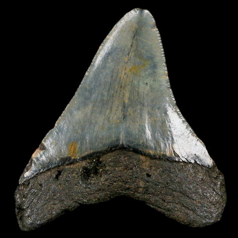 2.8" Quality Megalodon Shark Tooth Serrated Fossil Natural Miocene Age COA - Fossil Age Minerals