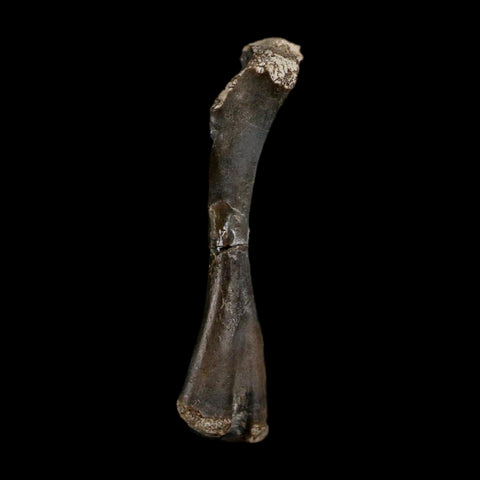 0.8" Captorhinus Aguti Fossil Femur Bone Permian Age Reptile 299 Mil Yrs Old Display COA - Fossil Age Minerals