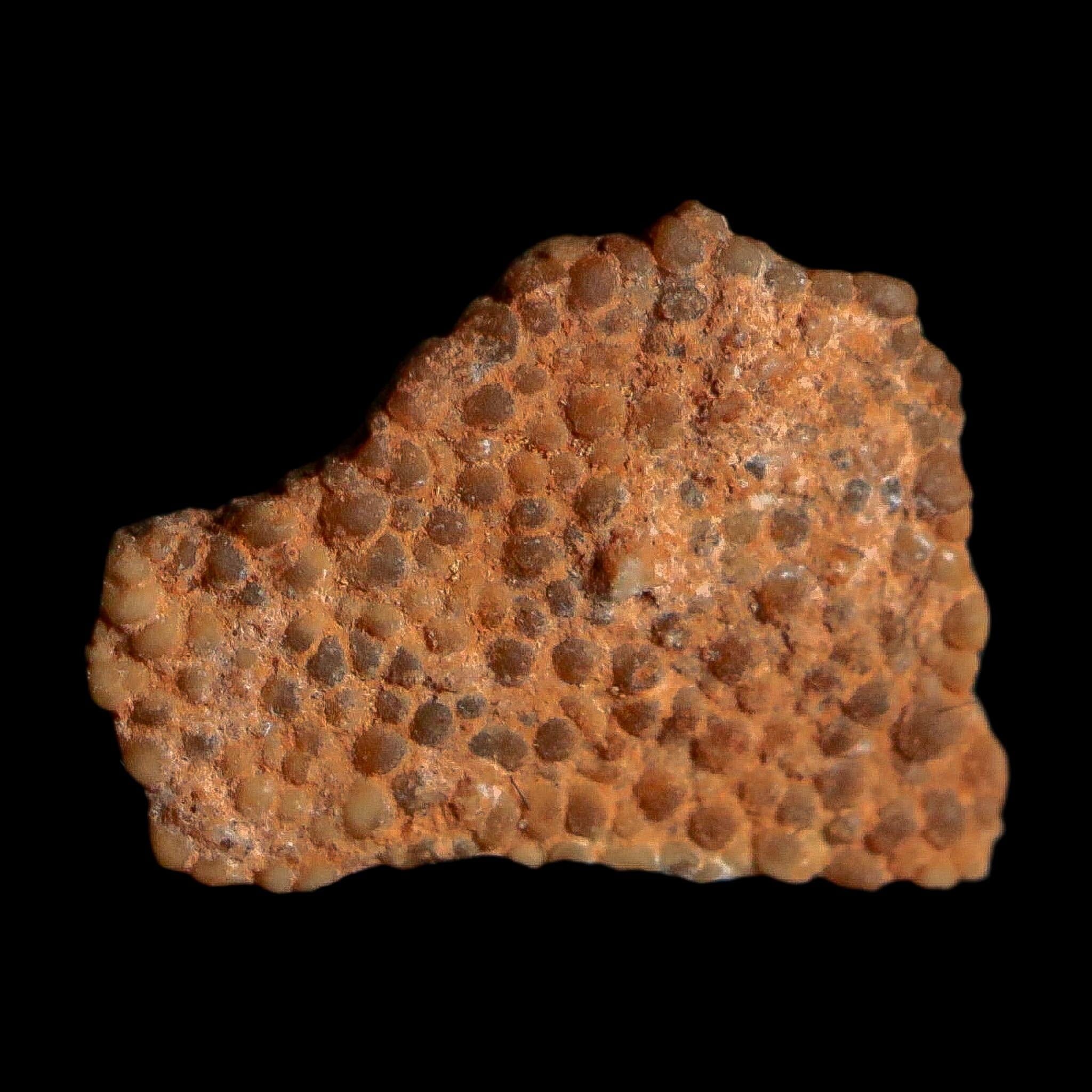 0.5" Megaloolithus Titanosaur Dinosaur Fossil Egg Shell Bouches Du Rhone France Display - Fossil Age Minerals