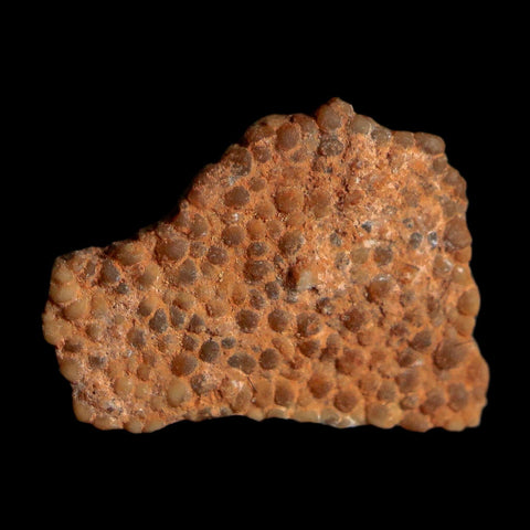 0.5" Megaloolithus Titanosaur Dinosaur Fossil Egg Shell Bouches Du Rhone France Display