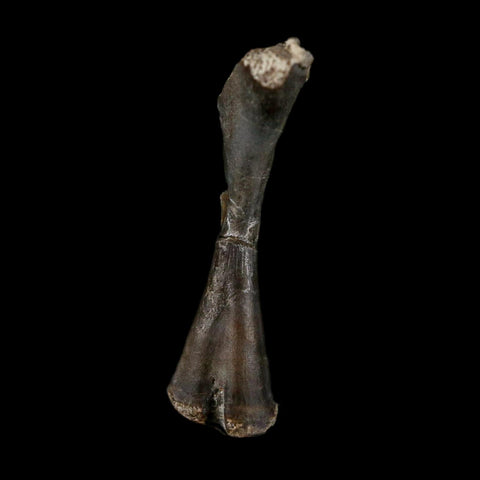 0.8" Captorhinus Aguti Fossil Femur Bone Permian Age Reptile 299 Mil Yrs Old Display COA - Fossil Age Minerals