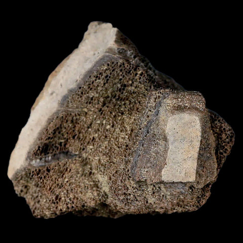 2.8" Centrosaurus Fossil Bone With Marrow Judith River Cretaceous Dinosaur MT COA - Fossil Age Minerals