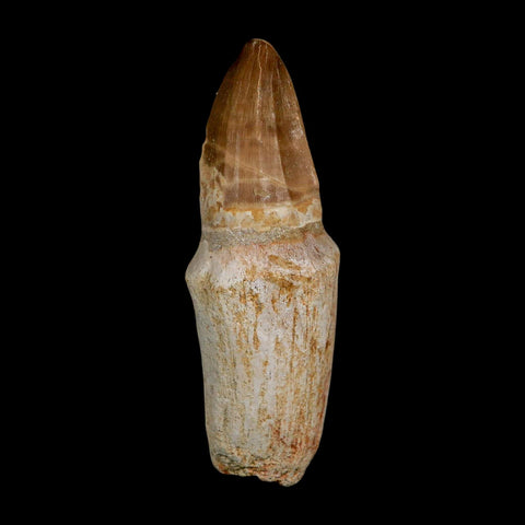 XL 3.8" Tylosaurus Mosasaur Fossil Tooth Rooted Upper Cretaceous Dinosaur Era COA - Fossil Age Minerals
