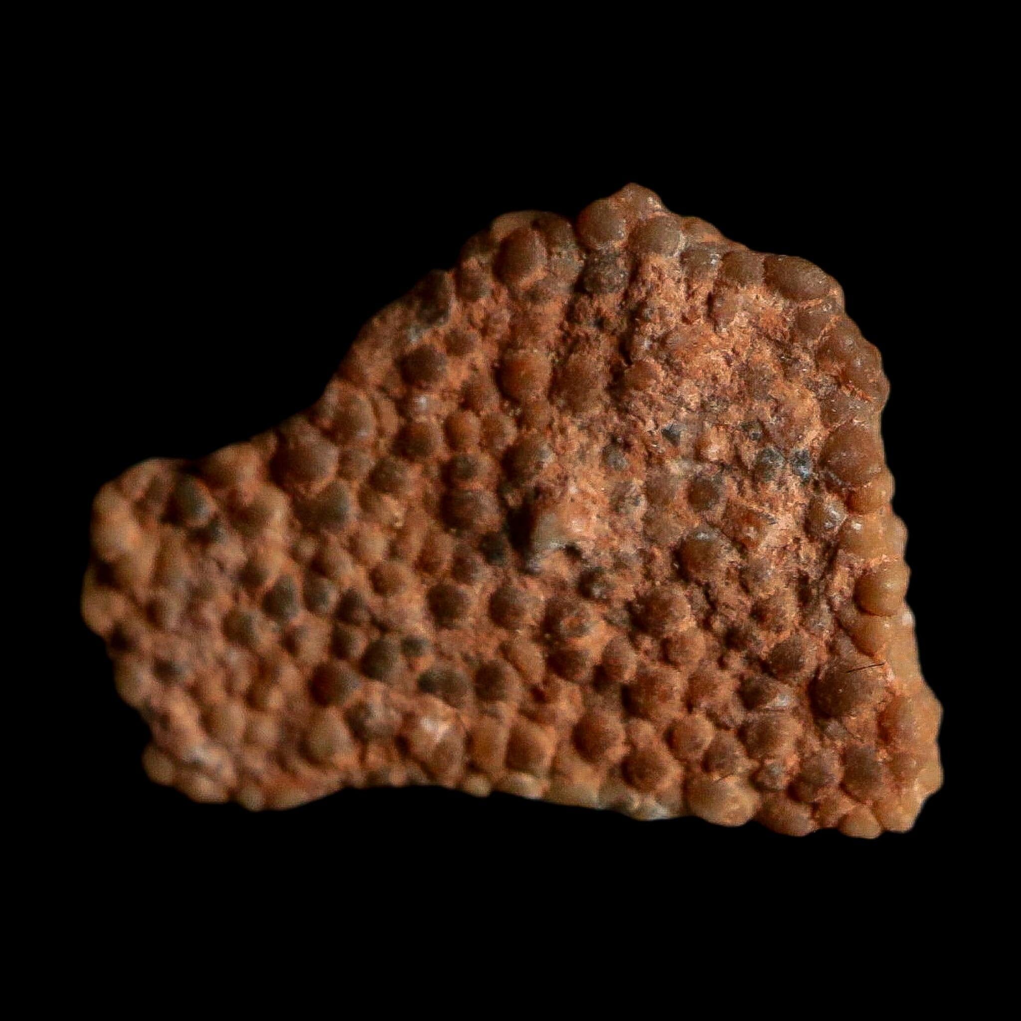 0.5" Megaloolithus Titanosaur Dinosaur Fossil Egg Shell Bouches Du Rhone France Display - Fossil Age Minerals