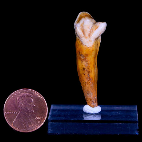 1.7" Extinct Cave Bear Ursus Spelaeus Incisor Tooth Rooted Pleistocene Age COA, Stand - Fossil Age Minerals