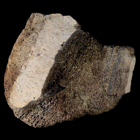 2.8" Centrosaurus Fossil Bone With Marrow Judith River Cretaceous Dinosaur MT COA - Fossil Age Minerals