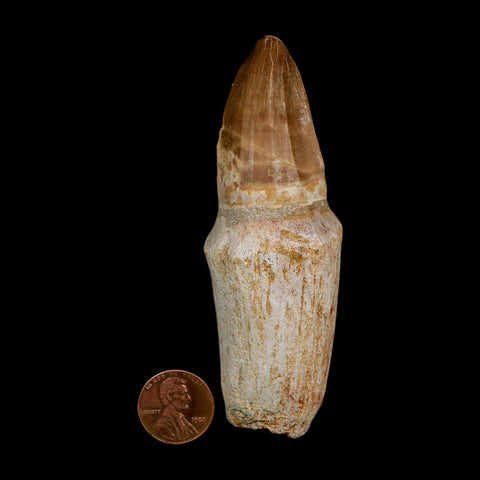 XL 3.8" Tylosaurus Mosasaur Fossil Tooth Rooted Upper Cretaceous Dinosaur Era COA - Fossil Age Minerals