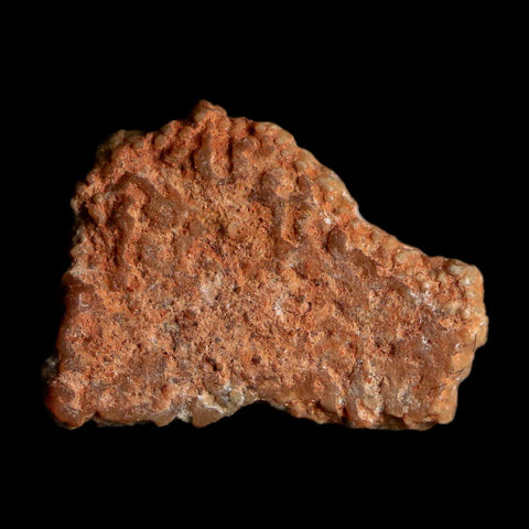 0.5" Megaloolithus Titanosaur Dinosaur Fossil Egg Shell Bouches Du Rhone France Display